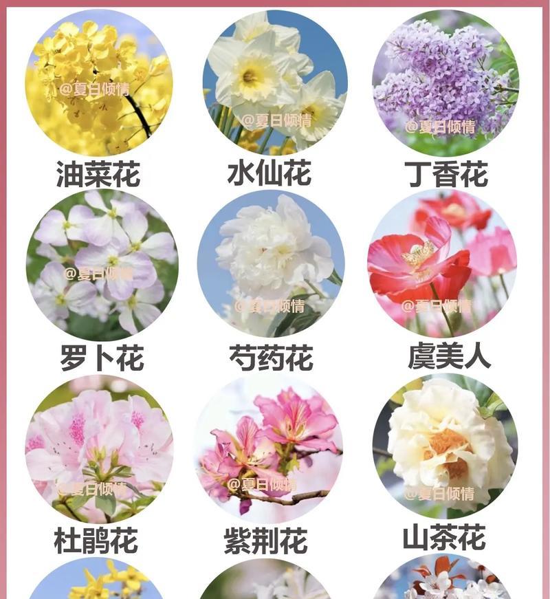 花的颜色与象征意义有何关联？不同颜色的花代表什么？