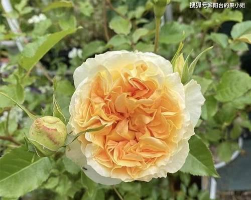 花裙子节的起源及其寓意是什么？