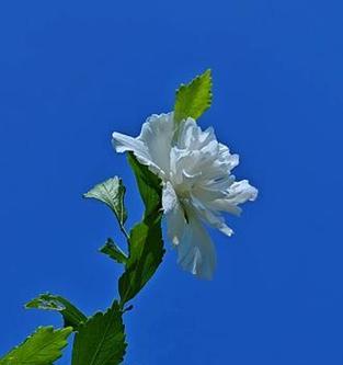 白色花的寓意是什么？它们象征着什么？