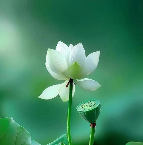 白色花的寓意是什么？它们象征着什么？
