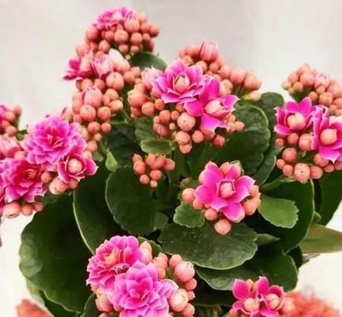 粉色花寓意幸运吗？