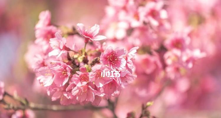 粉色花寓意幸运吗？