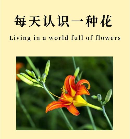 哪种颜色的花寓意最好？颜色与花的寓意有何关联？