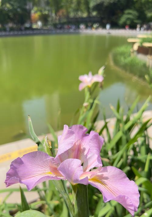 紫青配色的花代表什么？紫青配色花的寓意是什么？