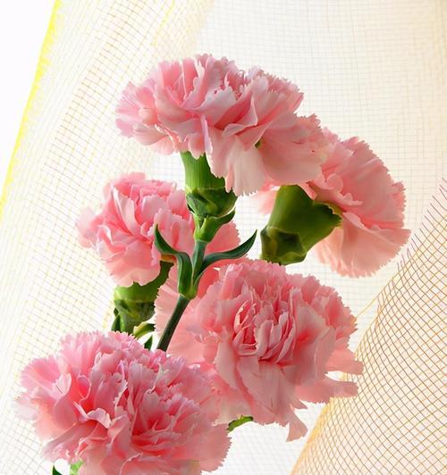 送母亲的花寓意是什么？如何用花表达对母亲的祝福？