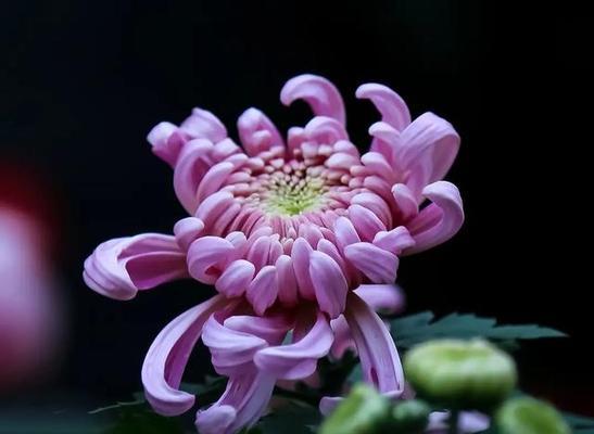 菊花寓意富贵平安的花是什么花？菊花与富贵平安的联系？