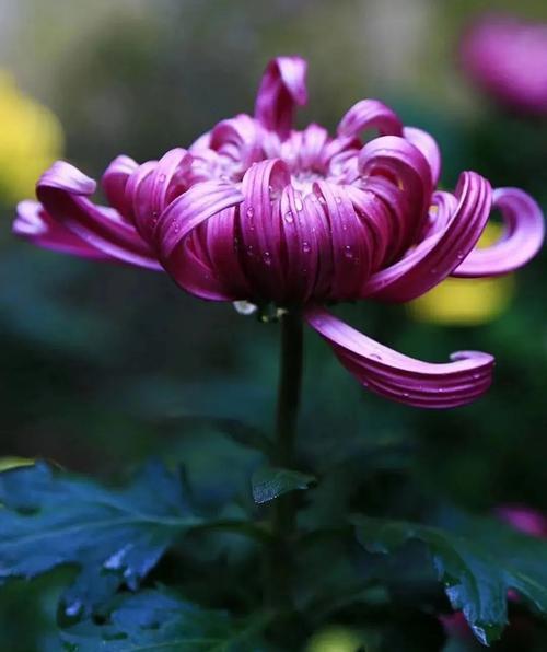 菊花寓意富贵平安的花是什么花？菊花与富贵平安的联系？