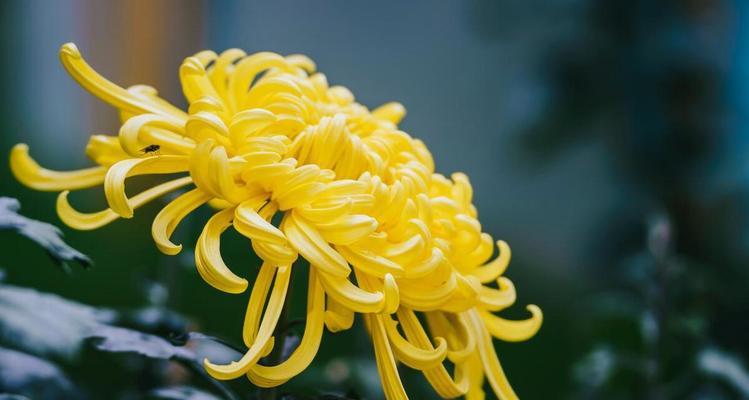 菊花寓意富贵平安的花是什么花？菊花与富贵平安的联系？