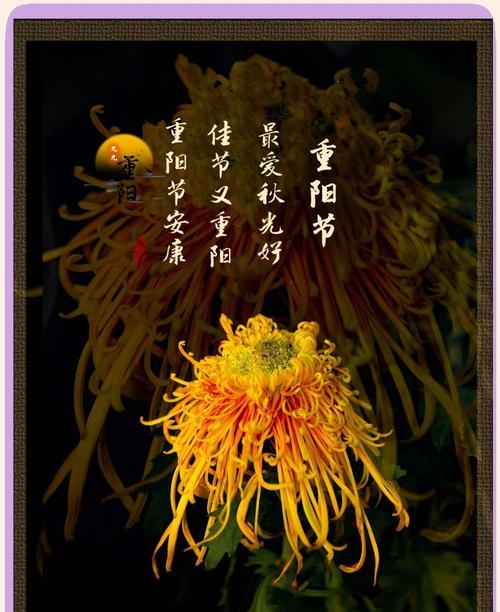 重阳节送什么花给父母？这些花的寓意是什么？