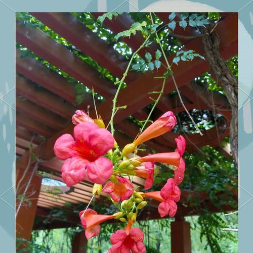 重阳节送什么花给父母？这些花的寓意是什么？