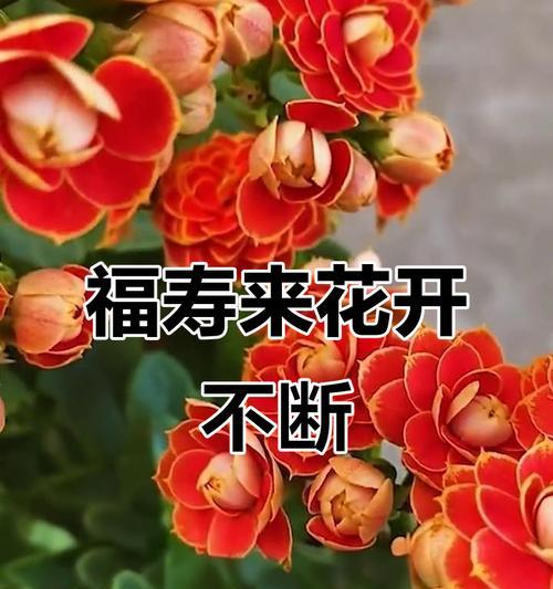 什么花象征着健康和长寿？