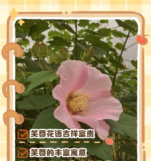进新房时吉祥花语是什么？它们代表了什么？