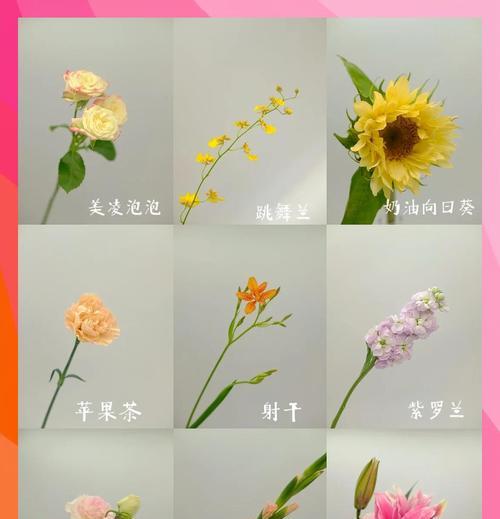 蓝黄色的花代表什么？它们的寓意是什么？