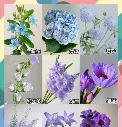 蓝黄色的花代表什么？它们的寓意是什么？