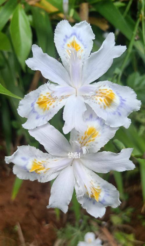 兰色的象征有哪些花？哪些花代表了兰色的含义？