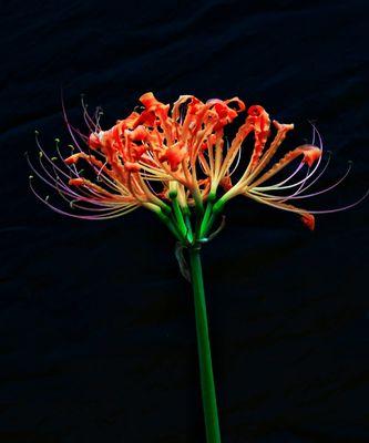 黑色彼岸花的含义是什么？黑色彼岸花象征着什么？