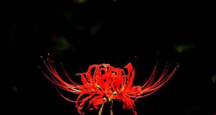 黑色彼岸花的含义是什么？黑色彼岸花象征着什么？