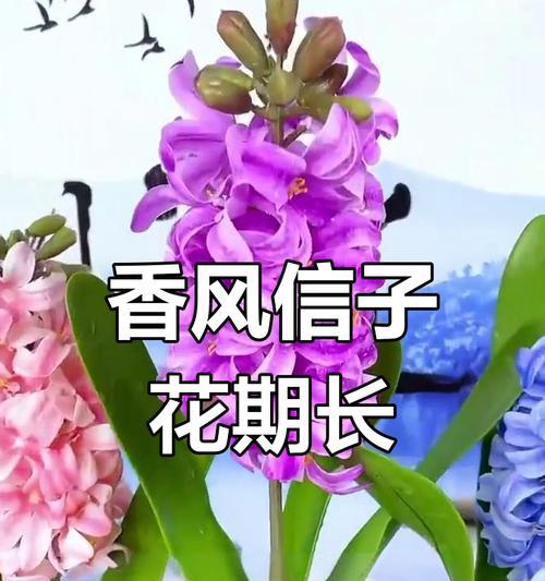 哪种花象征高风亮节？它的花语是什么？