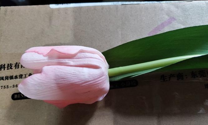 风花节送花有什么特别意义？风花节馈赠的花代表什么？
