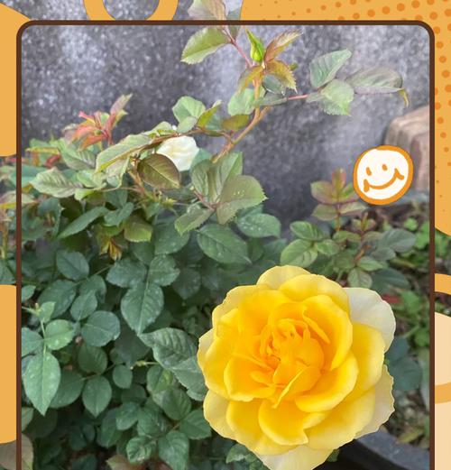 祝领导高升的花语是什么？哪种花适合表达此意？