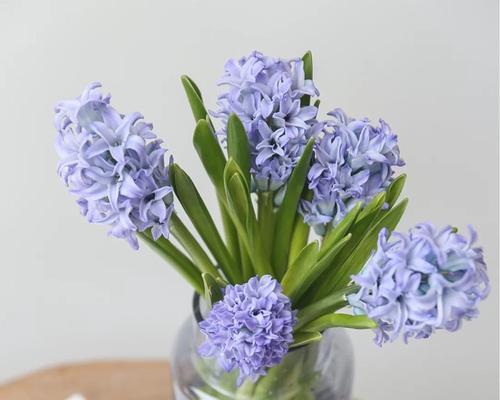 浪漫花语干花甲是什么？干花甲在花语中代表了什么？