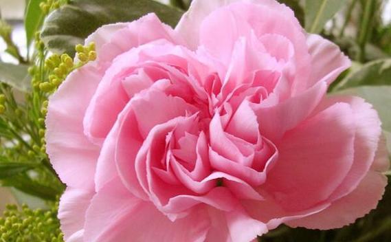 浪漫花语干花甲是什么？干花甲在花语中代表了什么？