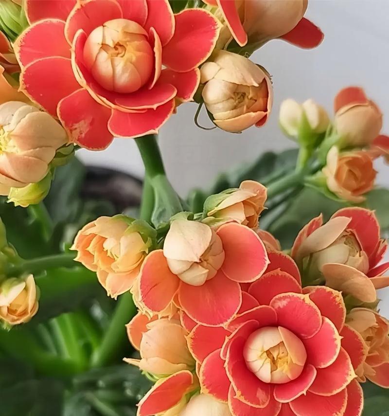 哪些花象征着人的健康？它们的寓意是什么？