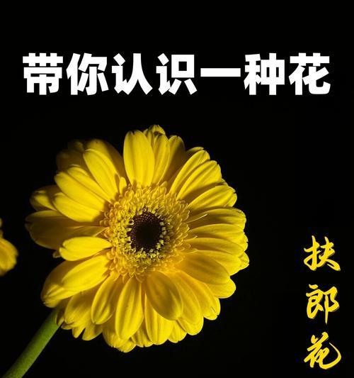 哪些花象征着人的健康？它们的寓意是什么？