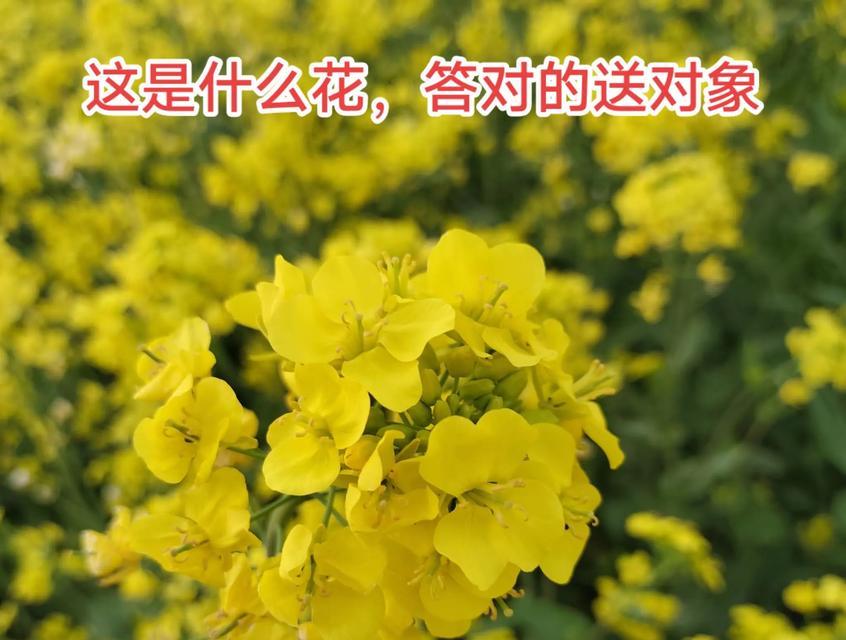 送对象花时不同颜色代表什么？每种颜色花的寓意是什么？