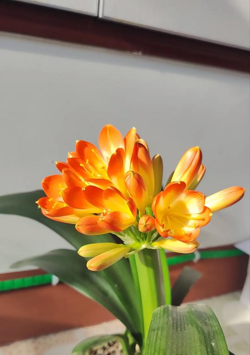 送对象花时不同颜色代表什么？每种颜色花的寓意是什么？