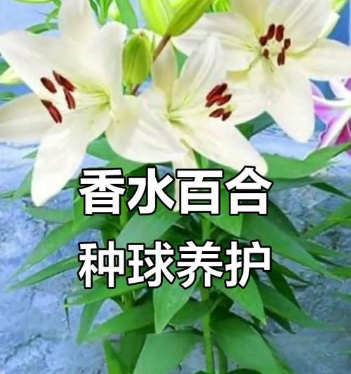 象征婚姻幸福美满的花是什么？哪种花代表婚姻幸福？
