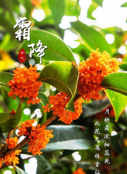 崇阳浪漫花语鲜花代表什么？
