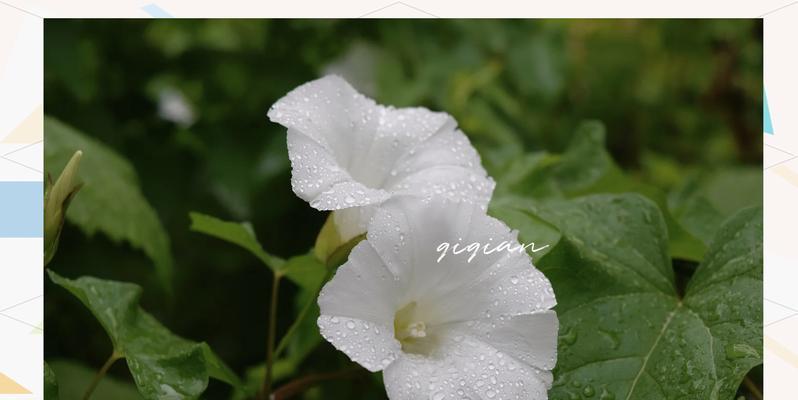 哪种绿色的花象征着友情？
