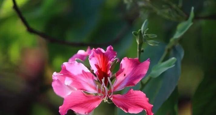 哪种花寓意消失的爱情？它的花语是什么？