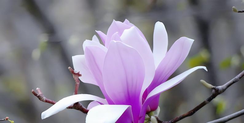 紫色辛夷花代表什么？辛夷花的寓意有哪些？