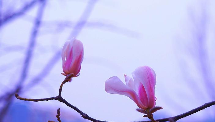 紫色辛夷花代表什么？辛夷花的寓意有哪些？