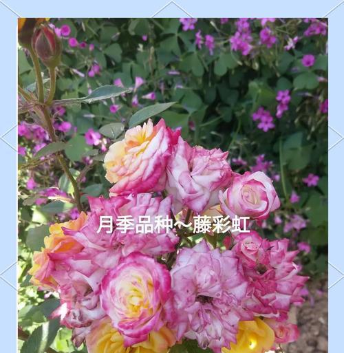 彩虹色的花寓意着什么？它们代表了哪些含义？