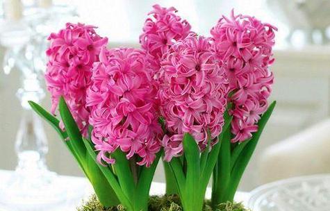 粉色的花寓意不好吗？粉色花代表什么含义？