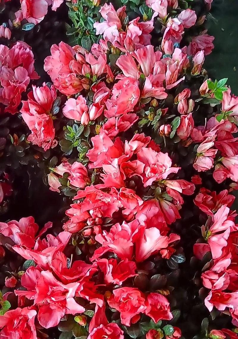 粉色的花寓意不好吗？粉色花代表什么含义？