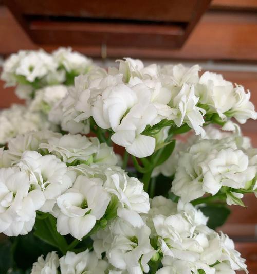 长寿春雨的花语是什么？