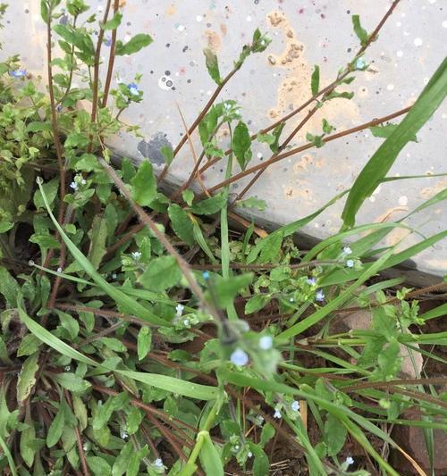 长寿春雨的花语是什么？