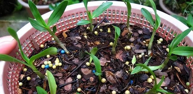 【种植石斛的秘诀，赶紧学起来！】图2