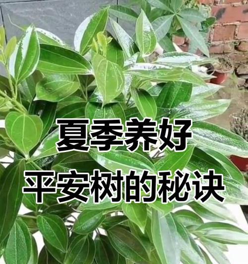 平安树的耐寒能力（探究平安树的冬季适应能力与抗寒极限）
