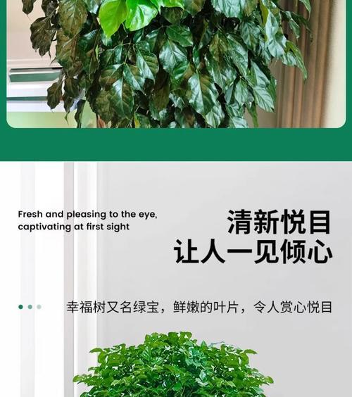 平安树的耐寒能力（探究平安树的冬季适应能力与抗寒极限）