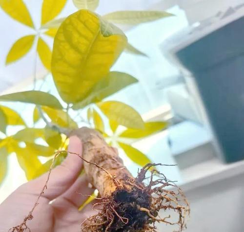 处理发财树黄叶的方法（发财树黄叶的成因与预防措施）