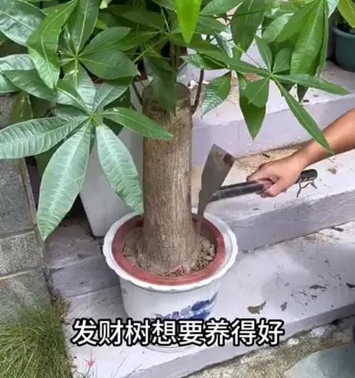 处理发财树黄叶的方法（发财树黄叶的成因与预防措施）