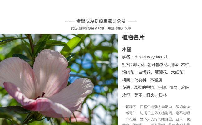 西瓜生长周期（了解西瓜生长周期的重要性及影响因素）
