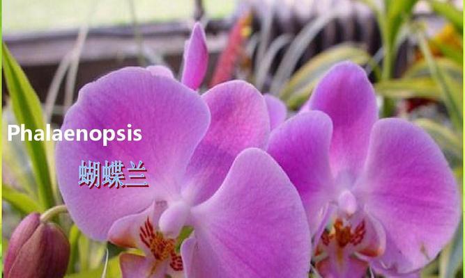 苹果树的性别分化及其繁殖方式（苹果树的雌雄同株特性及其对果实产量的影响）