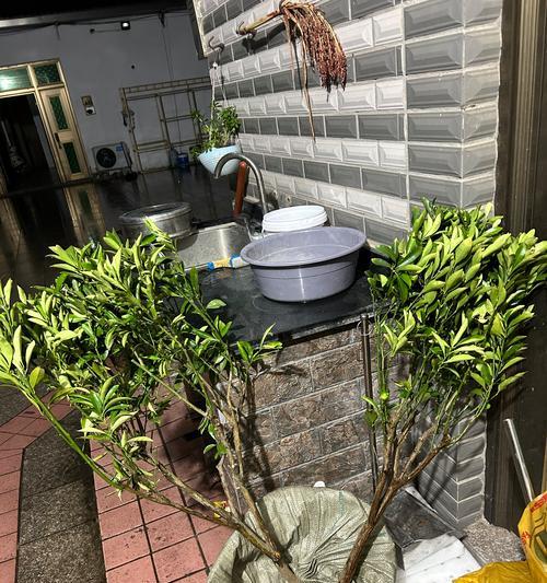 在家种植属于自己的柑橘树（从选择品种到养护维护，打造私家果园）