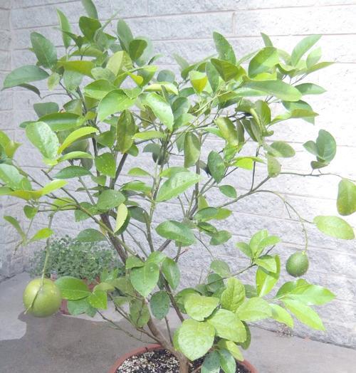 在家种植属于自己的柑橘树（从选择品种到养护维护，打造私家果园）